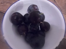 English grown grafted for sale English grown grafted for sale  WISBECH