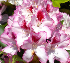 Rhododendron hybride cassata gebraucht kaufen  Uplengen