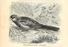 Stampa antica uccello usato  Lecco