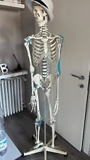 Scheletro anatomico umano usato  Desenzano del Garda