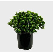 1.5 gal. boxleaf for sale  Gloucester Point