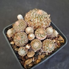 Pelecyphora strobiliformis pla usato  Casatenovo
