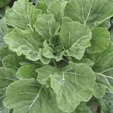 Georgia southern collard for sale  Deltona