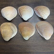 Cockle sea shells for sale  Xenia