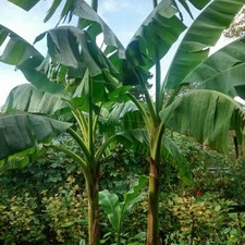Musa basjoo hardy for sale  BECCLES