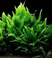 Java fern live for sale  MARKET RASEN