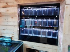Aqua one betta for sale  HARTLEPOOL