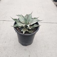 Agave ovatifolia live for sale  Las Vegas