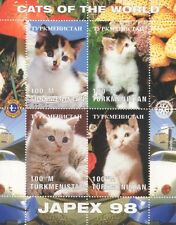 Cats feline cute for sale  BOURNEMOUTH