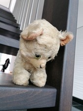 Ddr katze den gebraucht kaufen  Strausberg-Umland