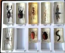 Véritable insecte résine d'occasion  Aix-les-Bains