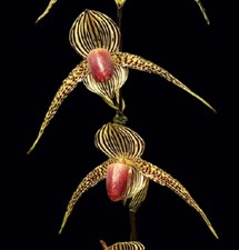 paphiopedilum for sale  LONDON