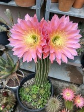 Rare large flying for sale  South Pasadena
