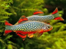 Rasbora galaxy danio usato  Villalfonsina