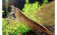Singapore bamboo shrimp for sale  Raleigh