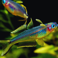 Forktail rainbow live for sale  Denver