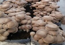 Funghi kit biologico usato  Spinetoli