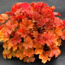 Heuchera jersey starter d'occasion  Expédié en Belgium