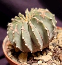 Geohintonia seed euphorbia for sale  Shipping to United Kingdom