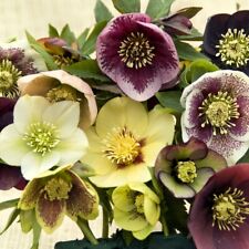 hellebore for sale  IPSWICH