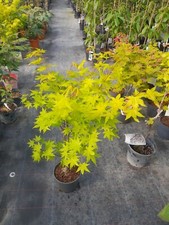 Acer palmatum summer gebraucht kaufen  Dillingen a.d.Donau