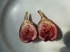 Rourke fig tree for sale  Somerville