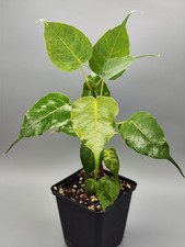 Ficus religiosa usato  Spedire a Italy