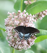 Live plants asclepias for sale  Sewell