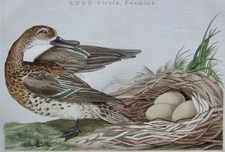 Garganey duck anas for sale  Escondido