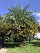 Sylvester palm tree for sale  Coral Springs