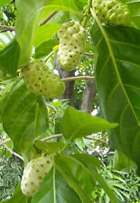 Morinda citrifolia semi usato  Trappeto