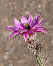 Echinocereus poselgeri wilcoxi usato  Torino