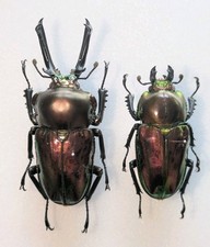 Phalacrognathus muelleri 40mm for sale  WOKING