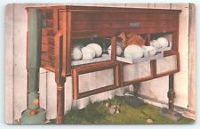 Postcard ostrich eggs for sale  Olivehurst