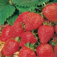 Strawberry elan plug for sale  LLANDYSUL