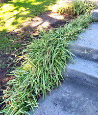 Lot spider plant for sale  San Marino