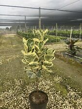 Rare variegated lyrata for sale  Miami