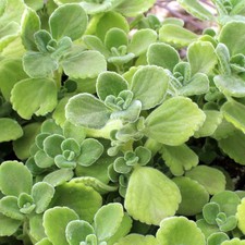 Vicks plants tall for sale  USA