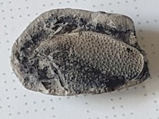 Fossilien resse krebsschere gebraucht kaufen  Berlin