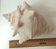 Riesen der strandmuschel gebraucht kaufen  Germering