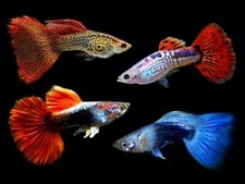 Fancy guppy males for sale  North Port