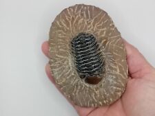 Fossil trilobite phacops for sale  UK