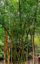 Bambu gigante Bambusa arundinacea 1000 semillas Seeds bamboo comprar usado  Enviando para Brazil