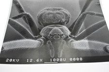 Jumping spider photo for sale  Vail