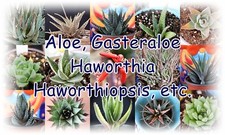 Succulents aloe gasteraloe for sale  Tucson