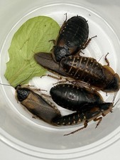 Dubia roaches starter for sale  Kansas City