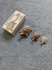 Wade baby tortoises for sale  Ireland
