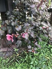 Hibiscus red hibiscus for sale  Humble