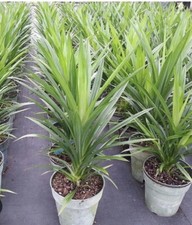 Pandan leaves live for sale  Naples