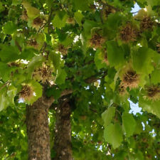 Corylus colurna noisetier d'occasion  Pouzauges